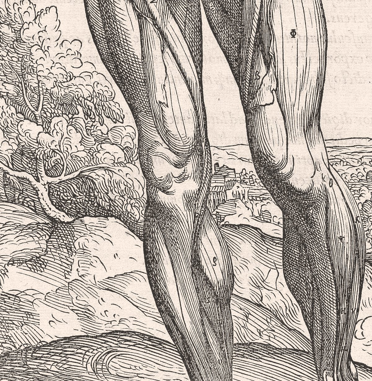 Woodcut detail of the muscles of the legs
