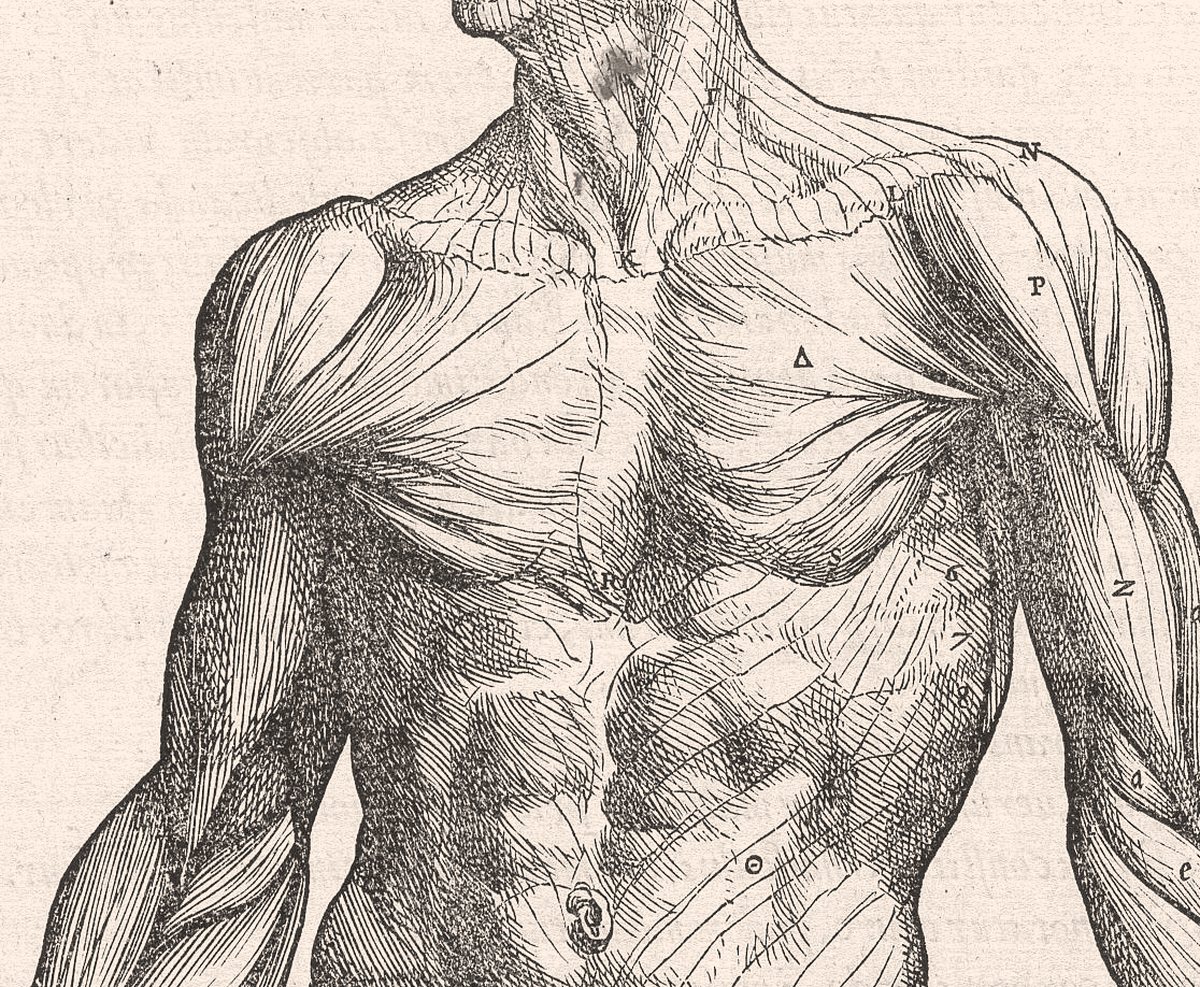 Woodcut detail of the muscles of the chest and shoulders