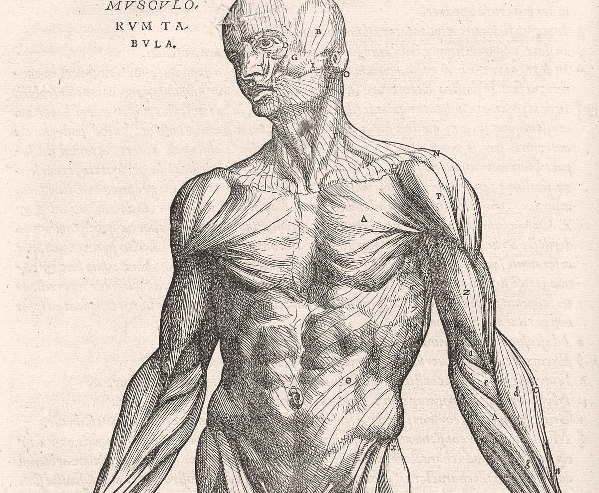 Woodcut of the muscles of the human body, front view
